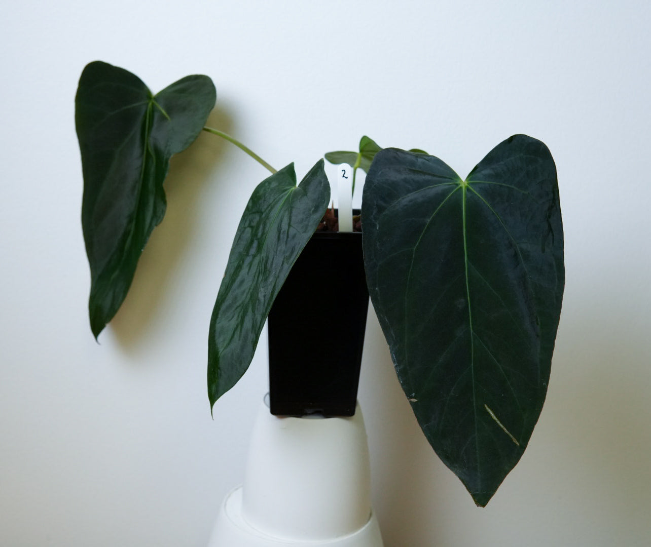 Anthurium (midnight velvet x 'red studd') x carlablackiae x (NSE)