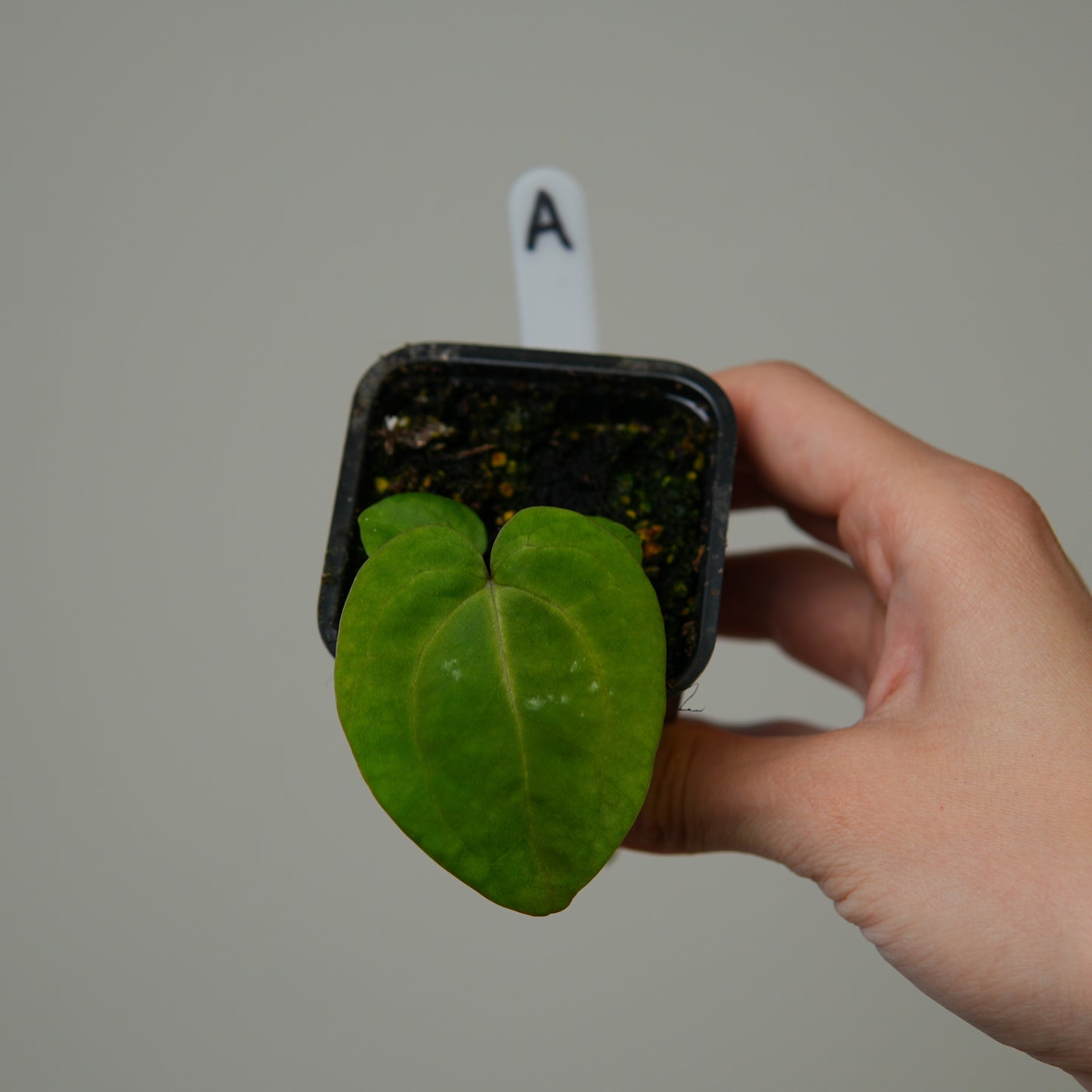 Anthurium (AOS x (Zara x Michelle) 1) x (carlablackiae (NSE) x kunayalense 1)