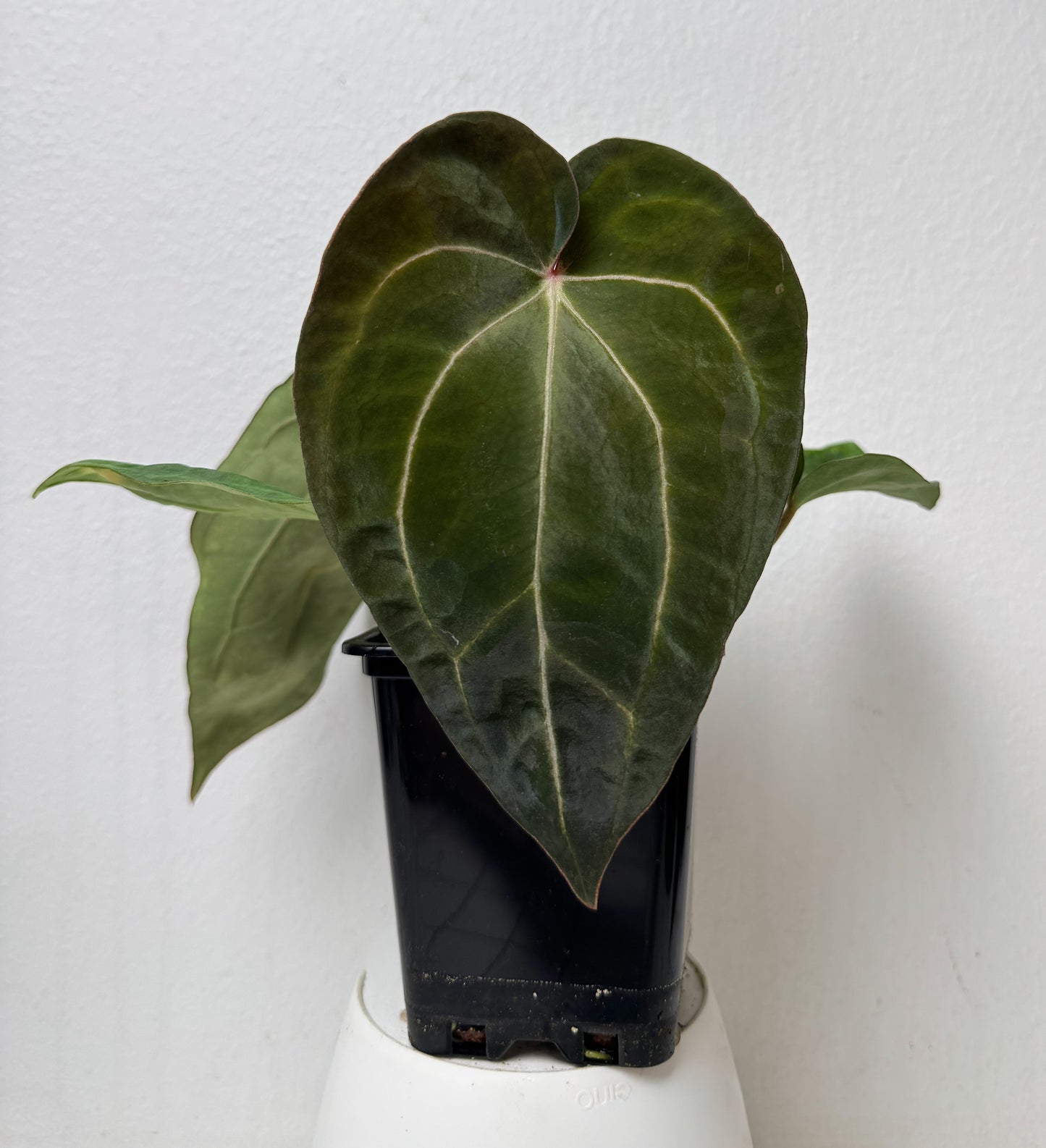 Anthurium carlablackiae X (NSE) x carlablackiae (NSE)