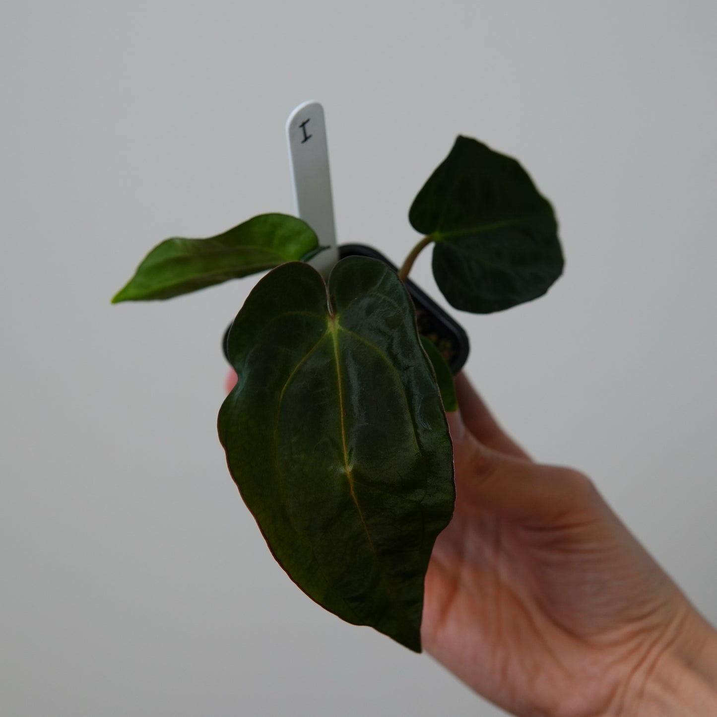 Anthurium ((carlablackiae x dressleri RD) x pap 'RLFS') x carlablackiae (NSE)