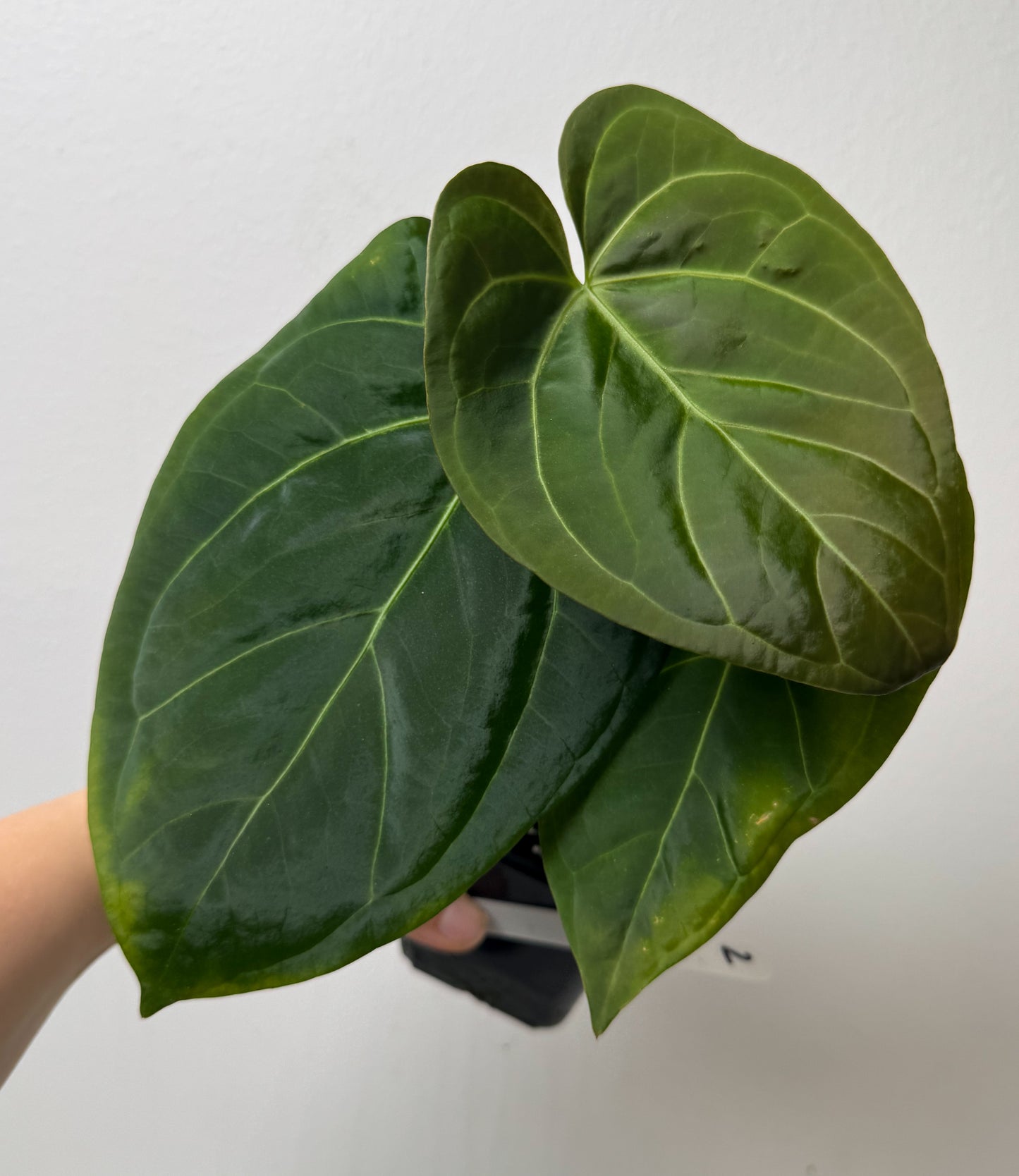 Anthurium 'Silver Shield' x 'Mr Worldwide'