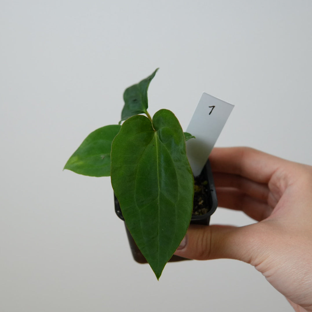 Anthurium Velvet Mask x ((Carlablackiae x Dressleri) x pap 'RLFS')