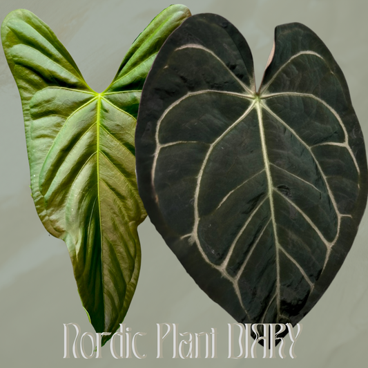 Anthurium (subsignatum x papillilaminum 'Marie') x carlablackiae NSE