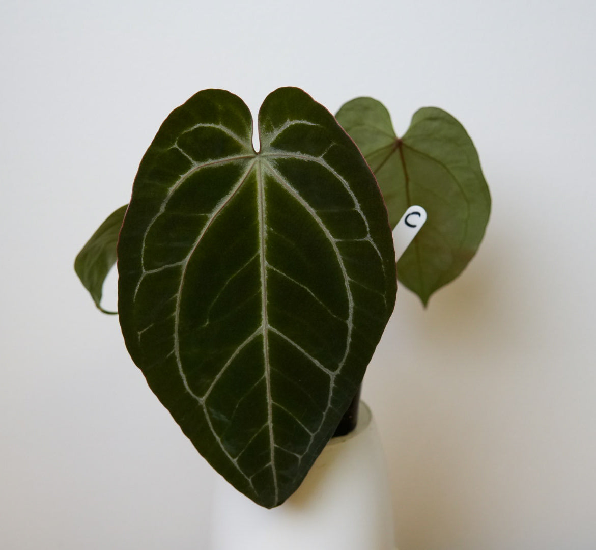 Anthurium Complex HU hybrid 2 x (Zara x Michelle)