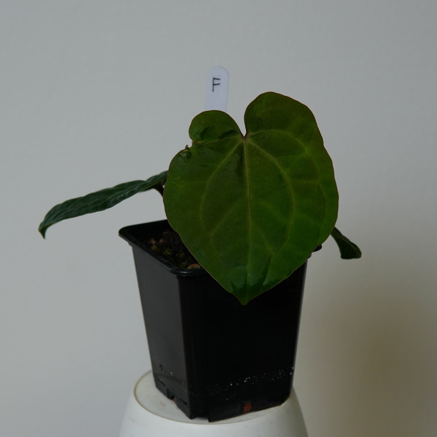 Anthurium (AOS x (Zara x Michelle) 1) x (carlablackiae (NSE) x kunayalense 1)