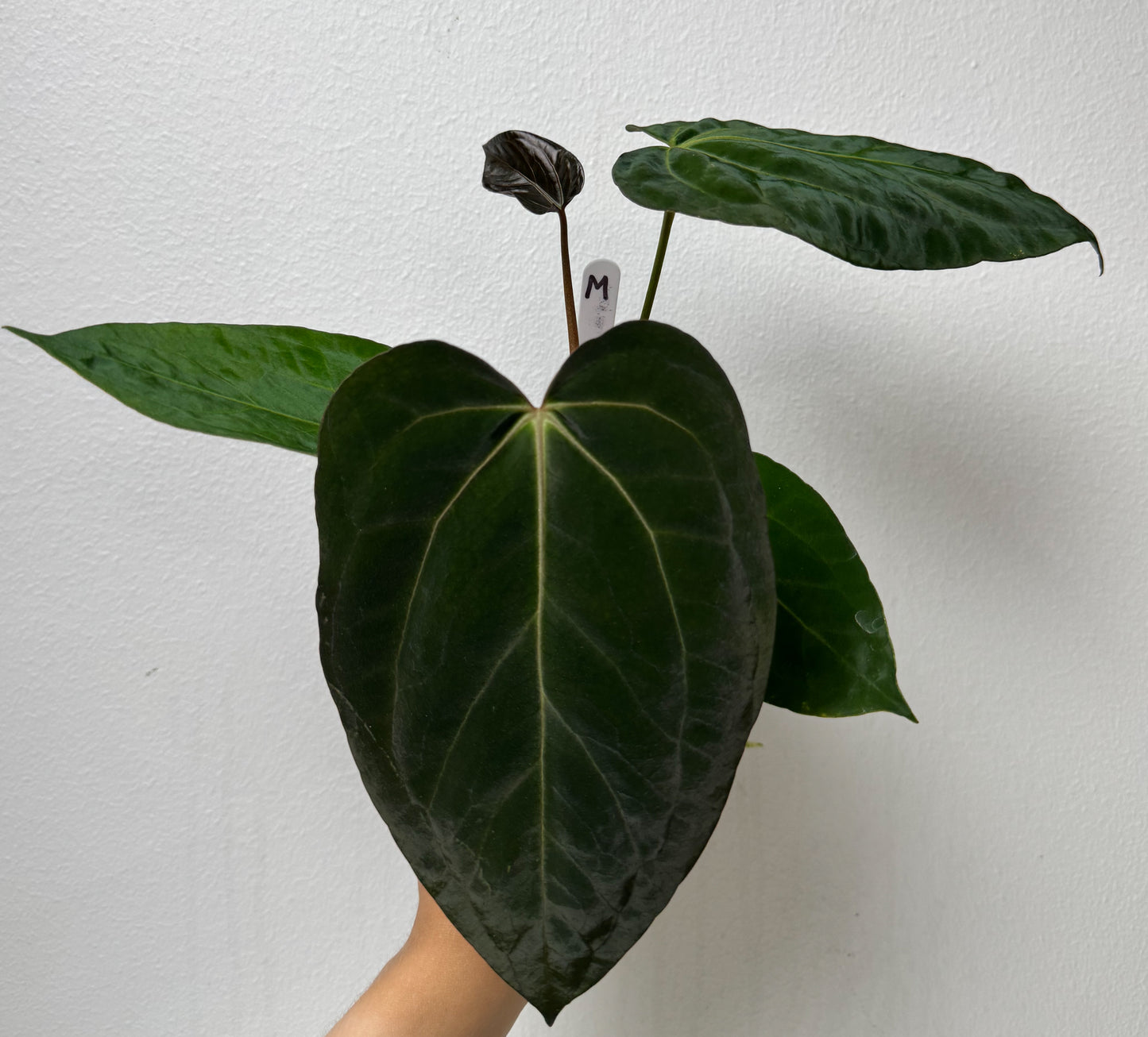 Anthurium (papX x pap x-one) variegated x carlablackiae X (NSE)