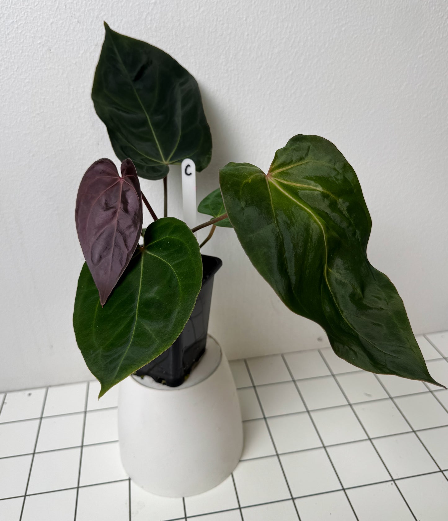 Anthurium complex HU hybrid 1 x carlablackiae X (NSE)