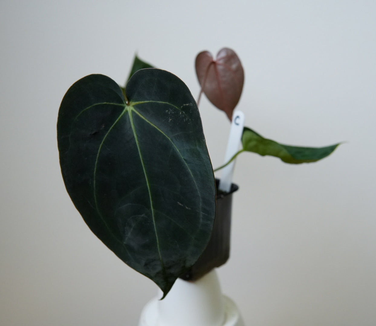Anthurium (AOS x forgetii 2) x carlablackiae X (NSE)