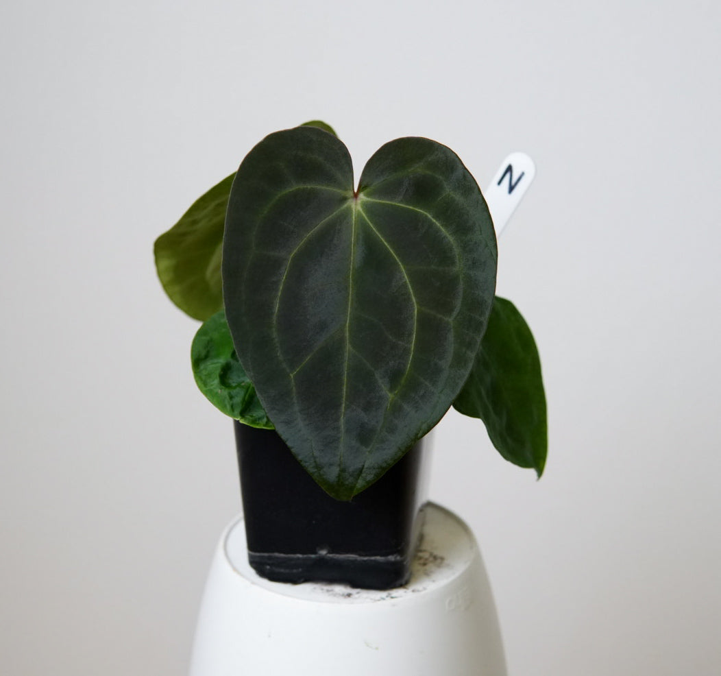Anthurium (AOS x forgetii 2) x carlablackiae X (NSE)