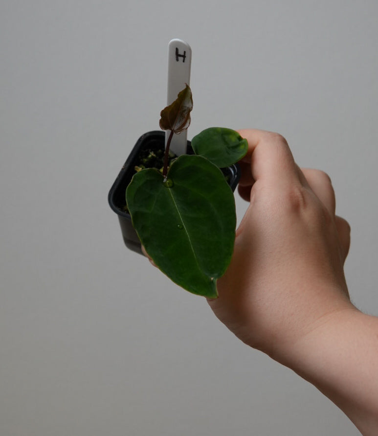 Anthurium complex HU hybrid 2 x (forgetii x warocquanum 'Alien')