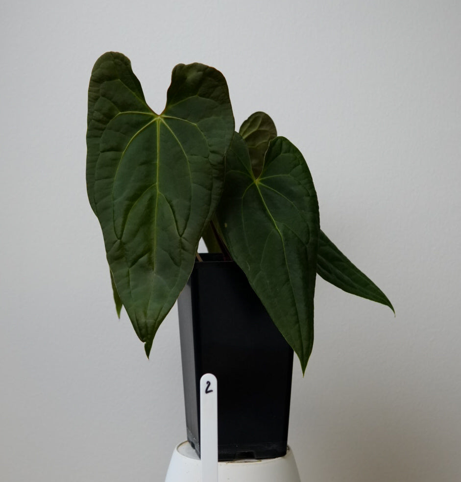 Anthurium (Velvet mask x besseae aff 1) x (subsignatum x papillilaminum 'Marie')