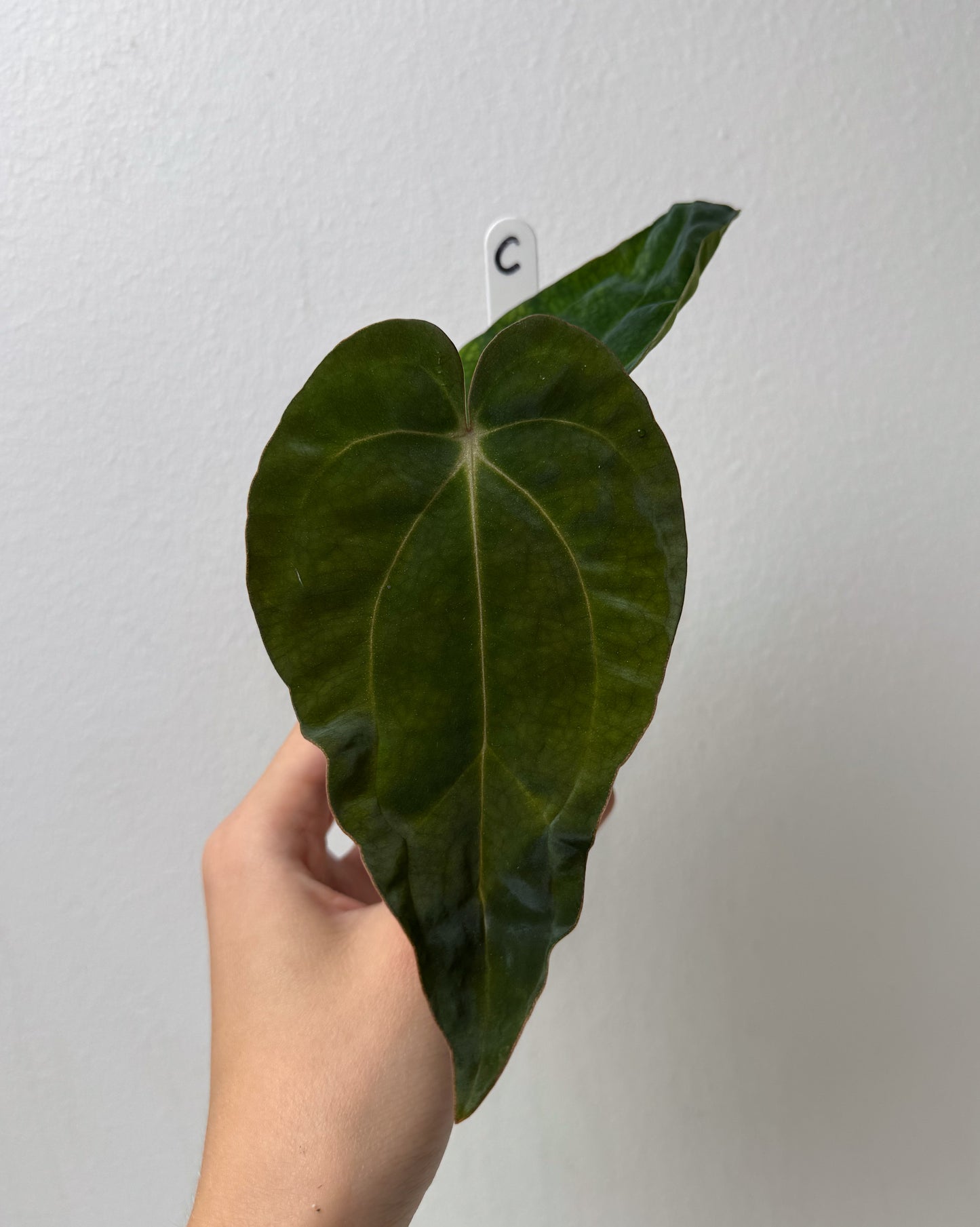 Anthurium carlablackiae (NSE) x BVEP ('SS x RA')