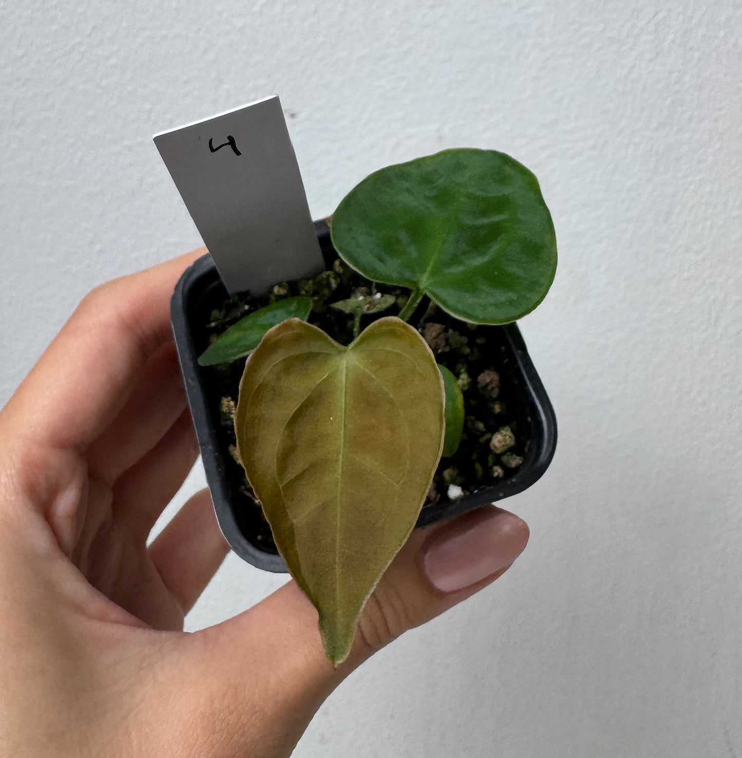Anthurium (forgetii x warocqueanum 2) x Huanco velvet 1