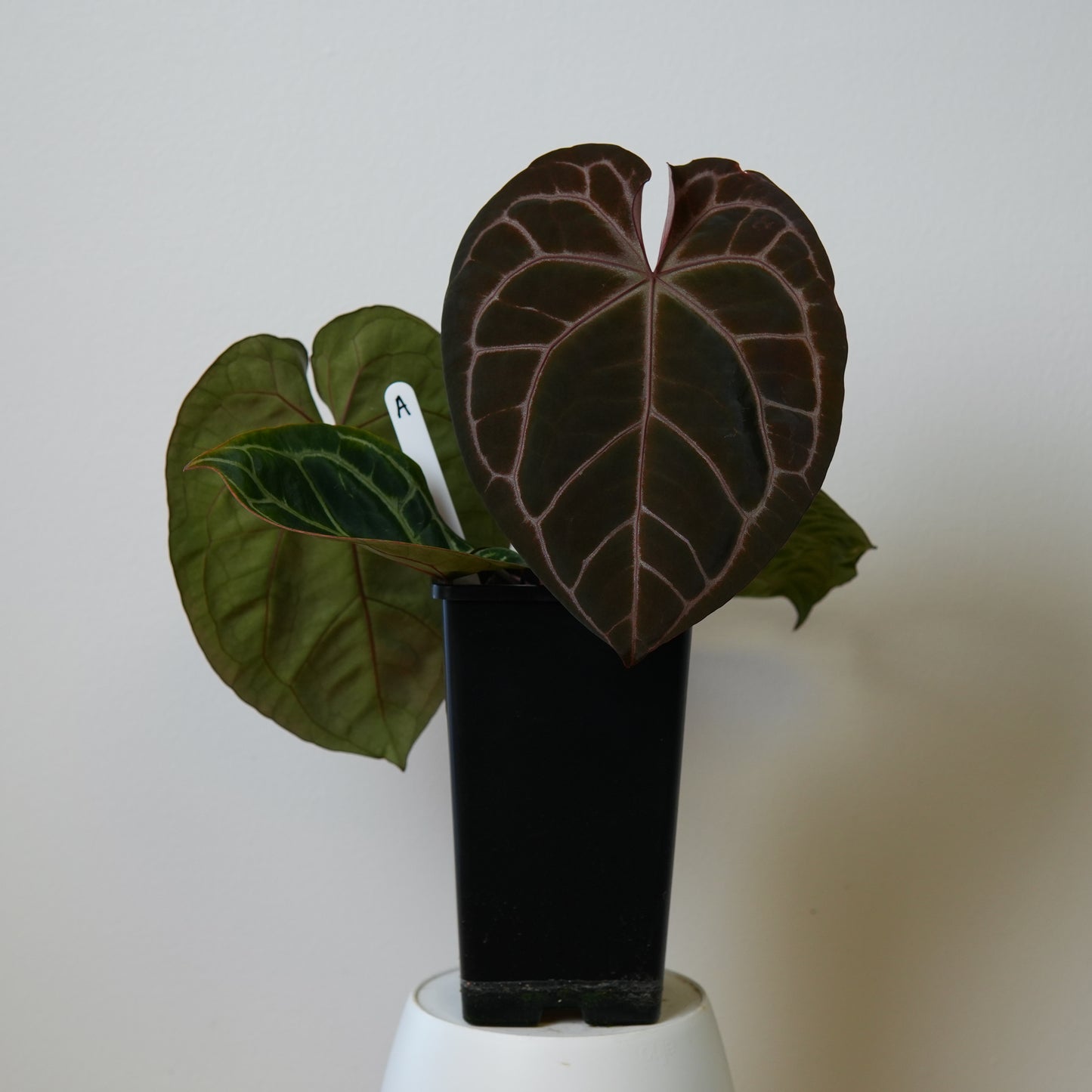 Large Anthurium Complex HU hybrid 1 x (Zara x Michelle)