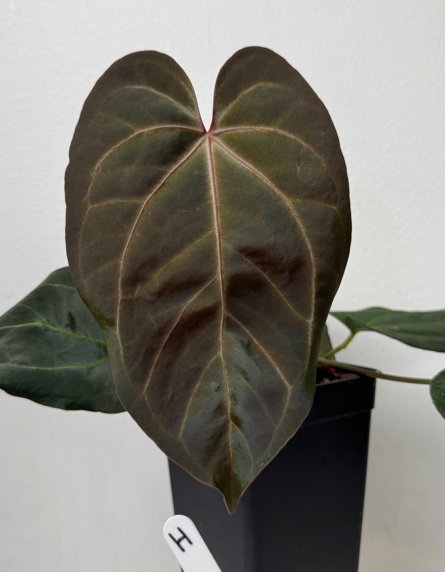 Anthurium carlablackiae X (NSE) x complex HU hybrid 1