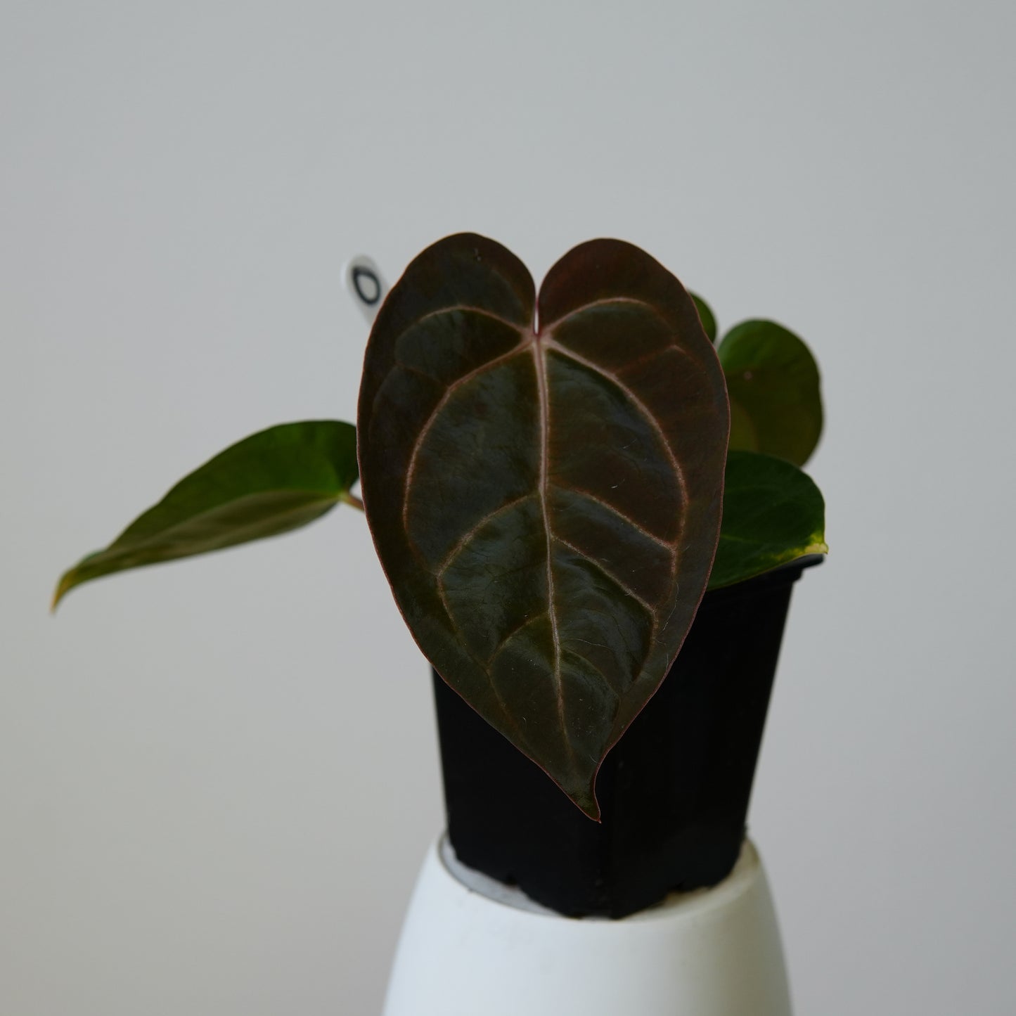 Anthurium carlablackiae (NSE) x carlablackiae X (NSE)