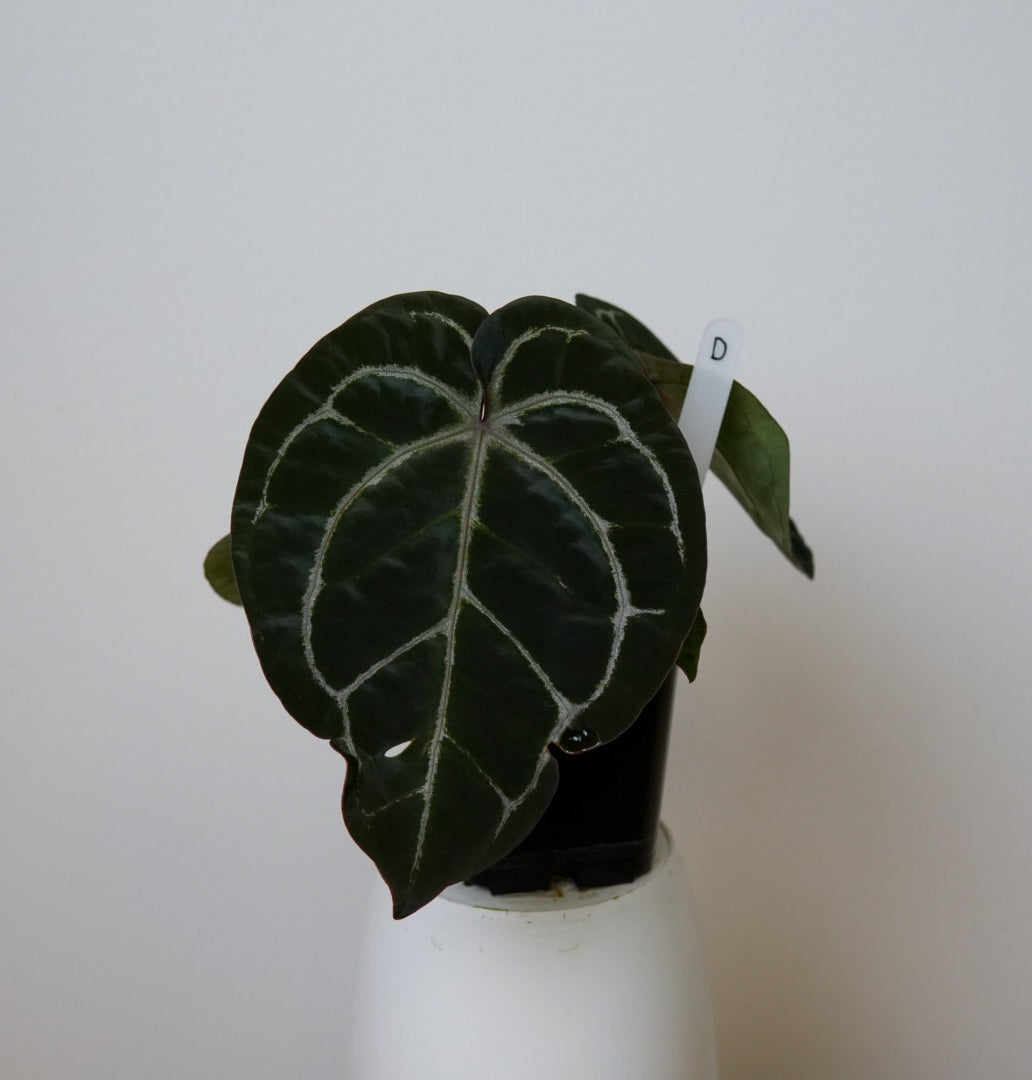Anthurium Complex HU hybrid 2 x (Zara x Michelle)