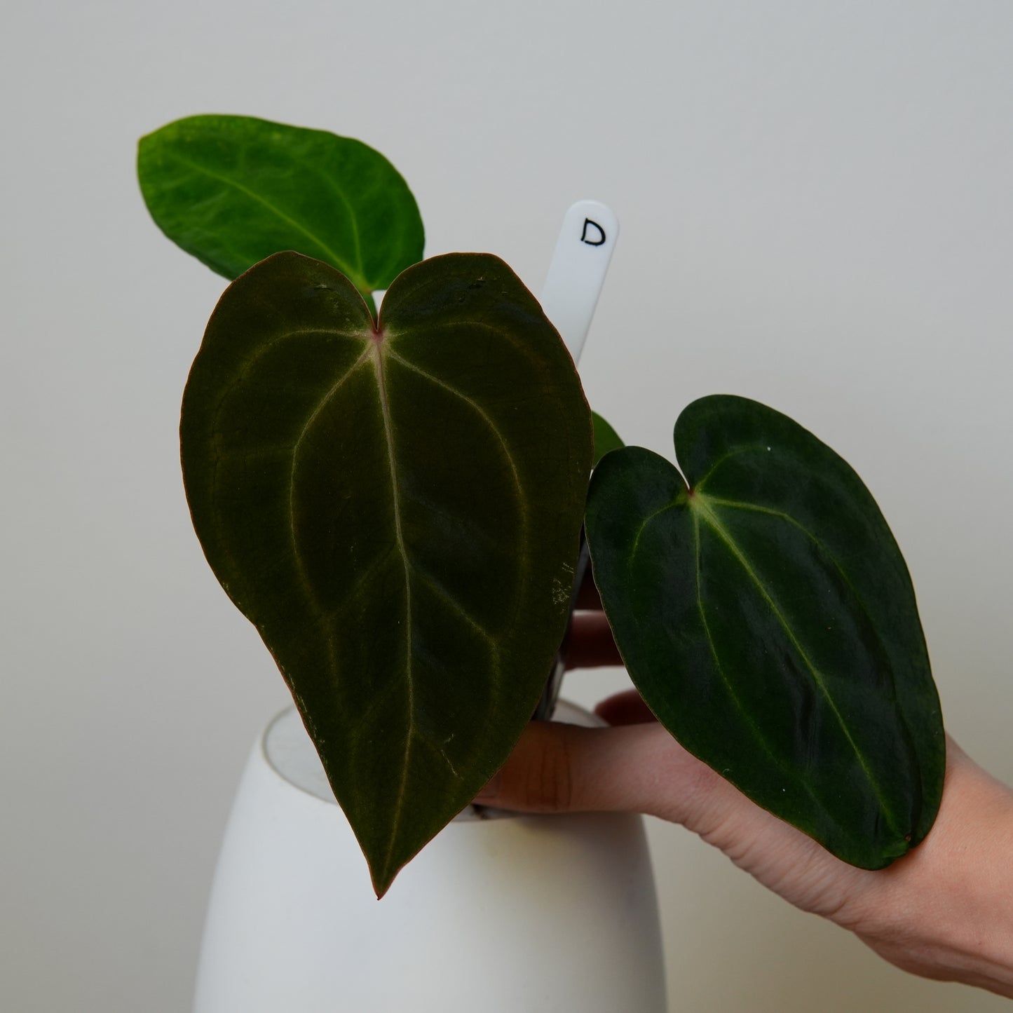 Anthurium carlablackiae (NSE) x carlablackiae X (NSE)
