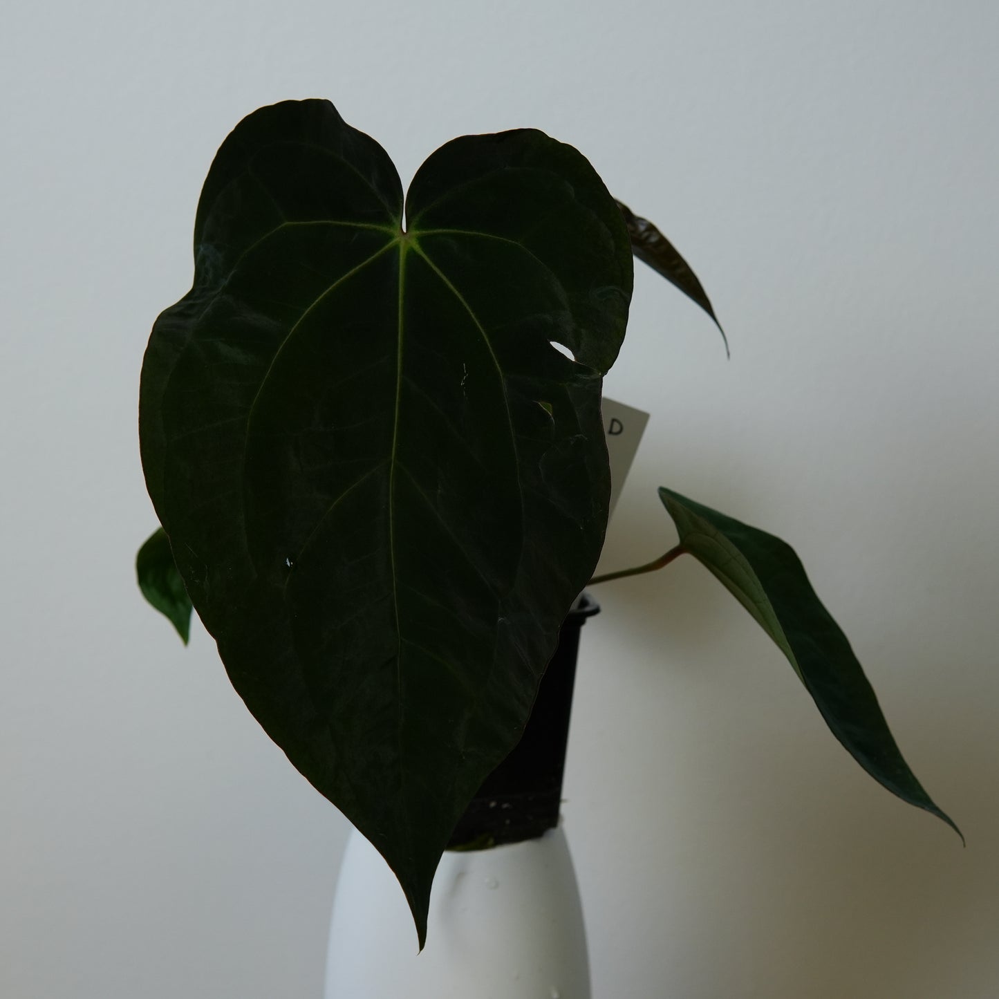 Anthurium (AOS x (Zara x Michelle) 1) x ((carlablackiae x dressleri RD) x pap 'RLFS')
