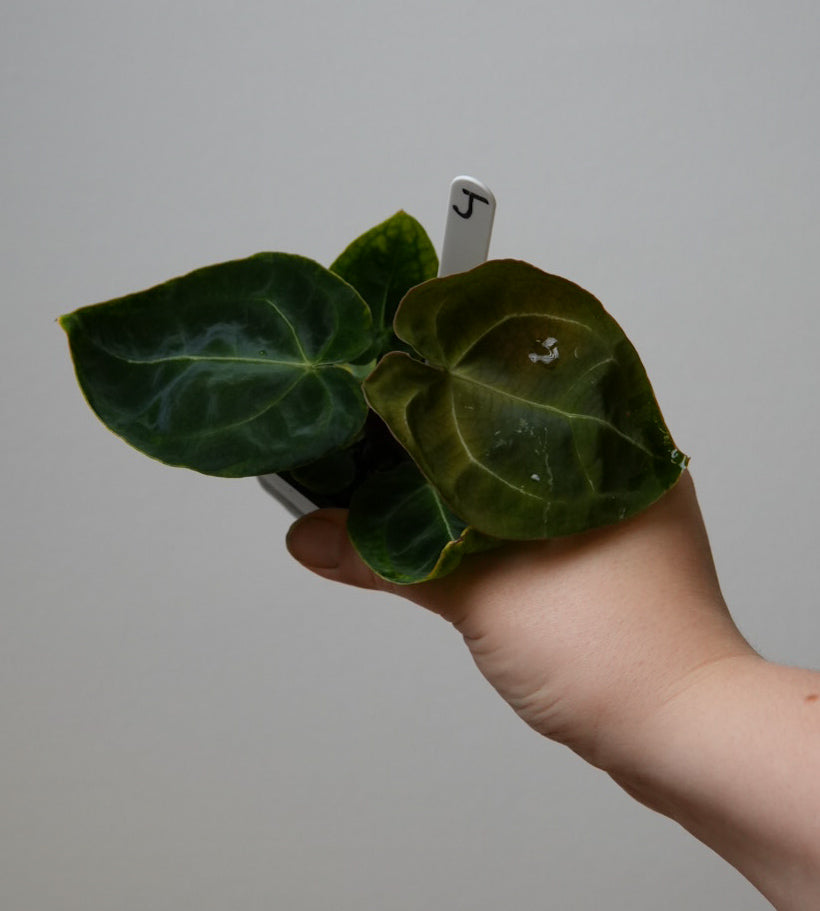 Anthurium complex HU hybrid 2 x (forgetii x warocquanum 'Alien')