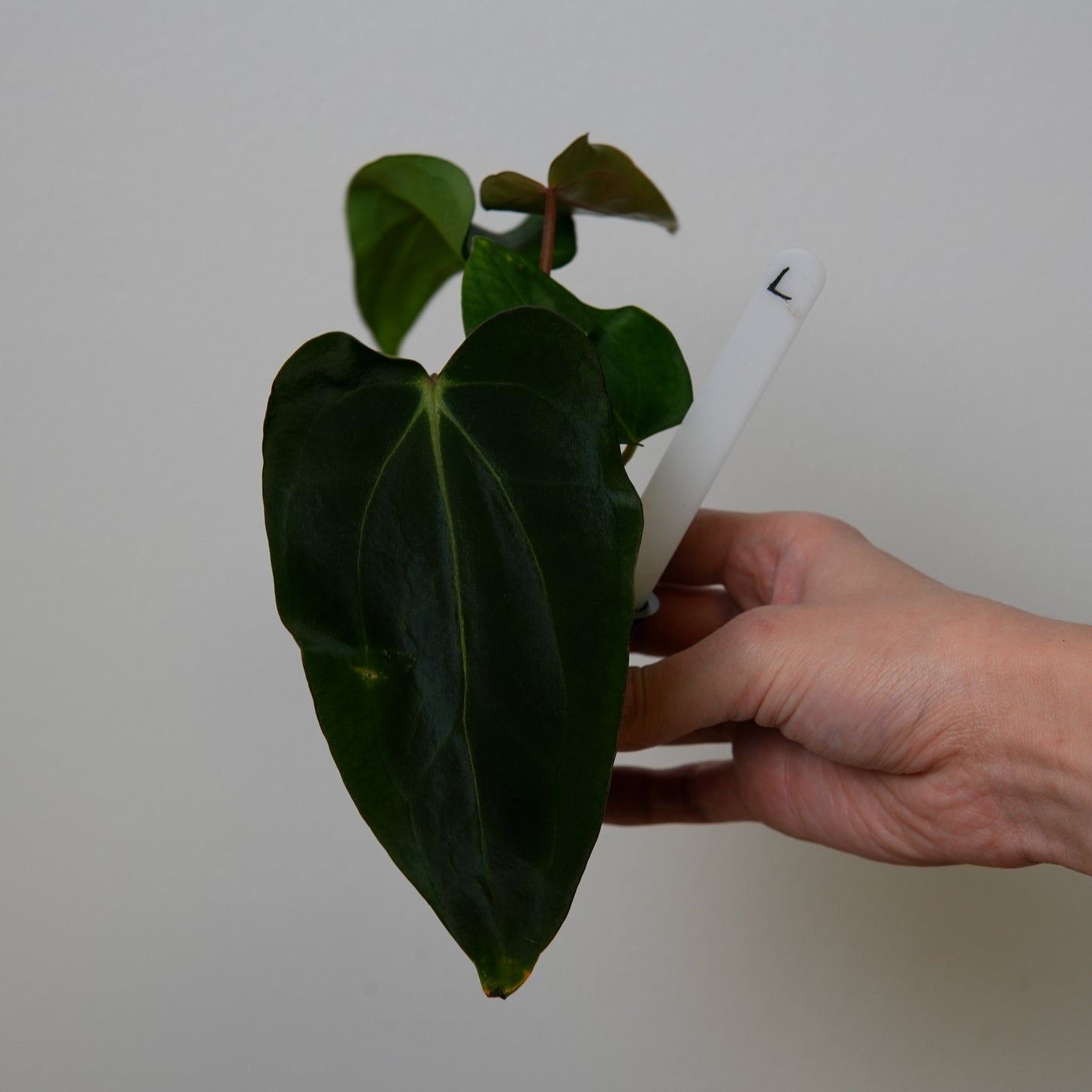 Anthurium carlablackiae (NSE) x carlablackiae X (NSE)