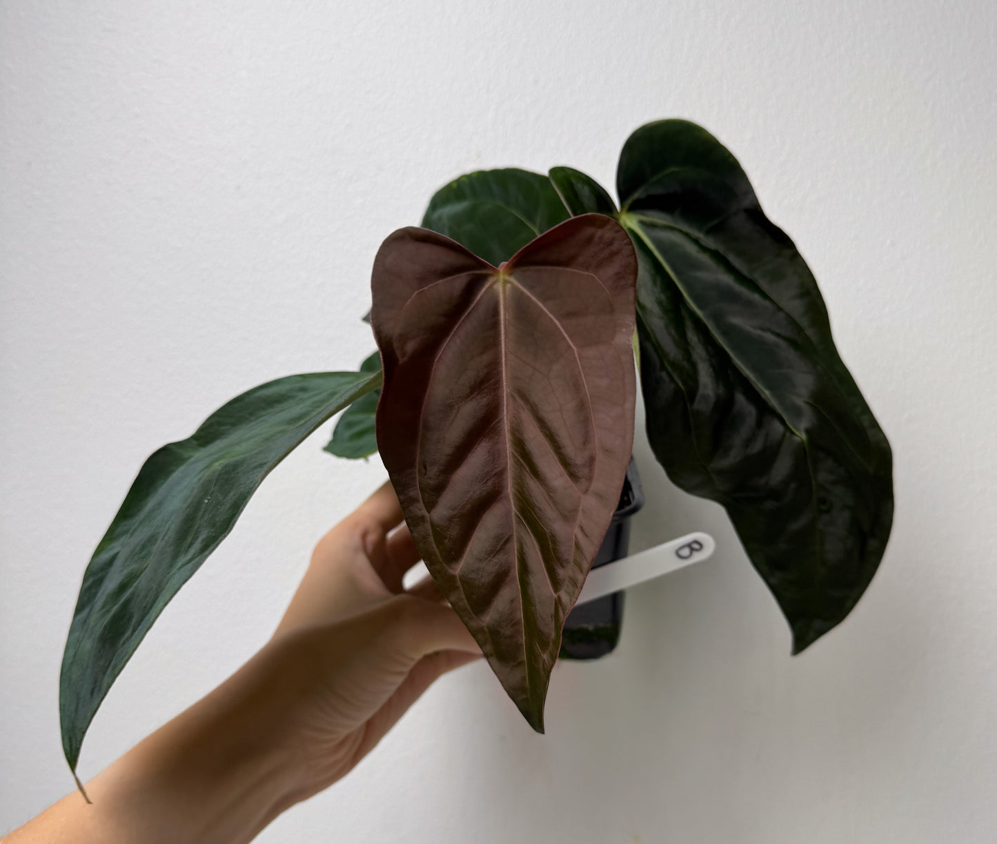 Anthurium carlablackiae (NSE) x (Dorito Port x RLFS)