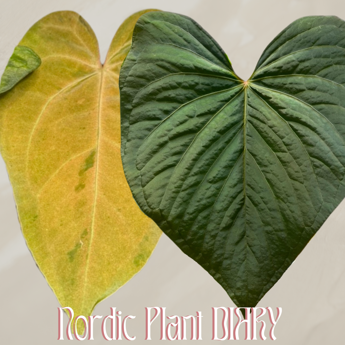 Anthurium (papX x pap x-one) variegated x kunayalense