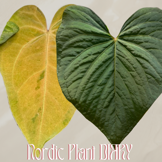 Anthurium (papX x pap x-one) variegated x kunayalense