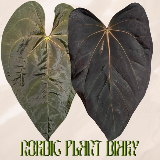 Anthurium Queen of Hearts Hybrid 1 x carlablackiae X (NSE)