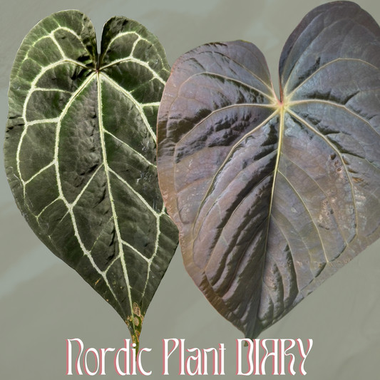 Anthurium (AOS x (Zara x Michelle) 1) x (carlablackiae (NSE) x kunayalense 1)