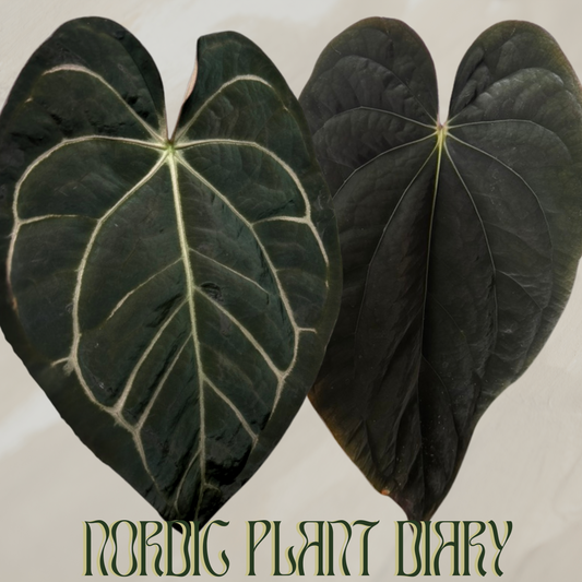 Anthurium carlablackiae (NSE) x BVEP ('SS x RA')