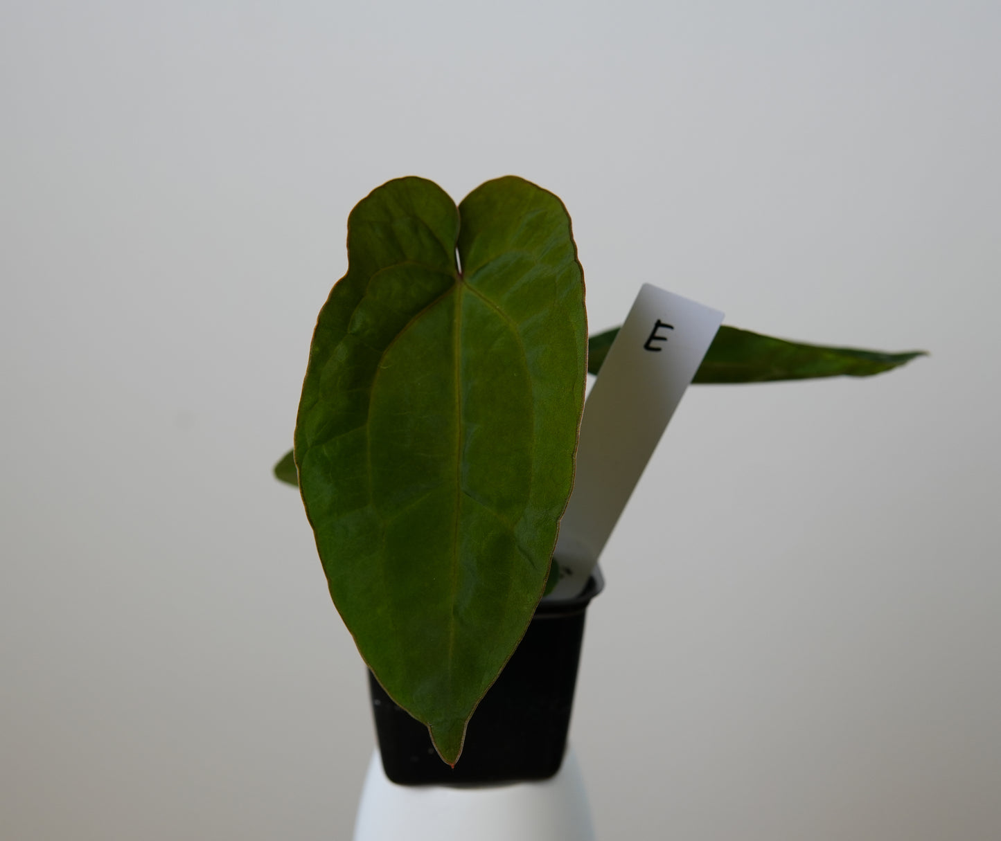 Anthurium (AOS x (Zara x Michelle) 6) x dressleri ('Black x RG f2')