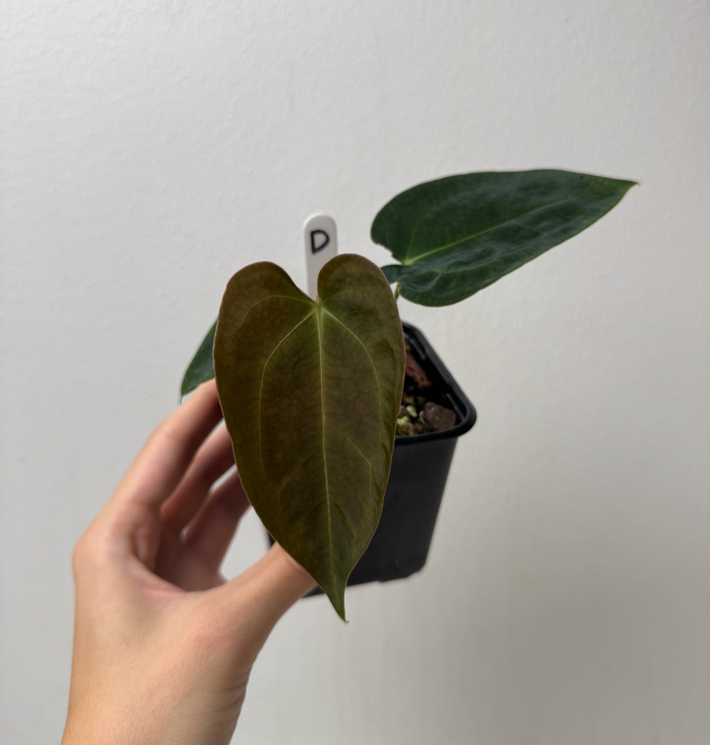 Anthurium (AOS x forgetii 2) x carlablackiae X (NSE)