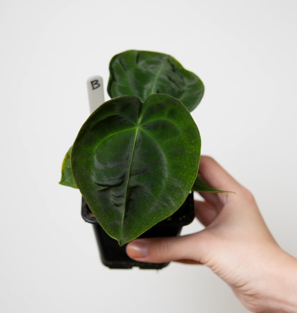 Anthurium forgetii dark form x self