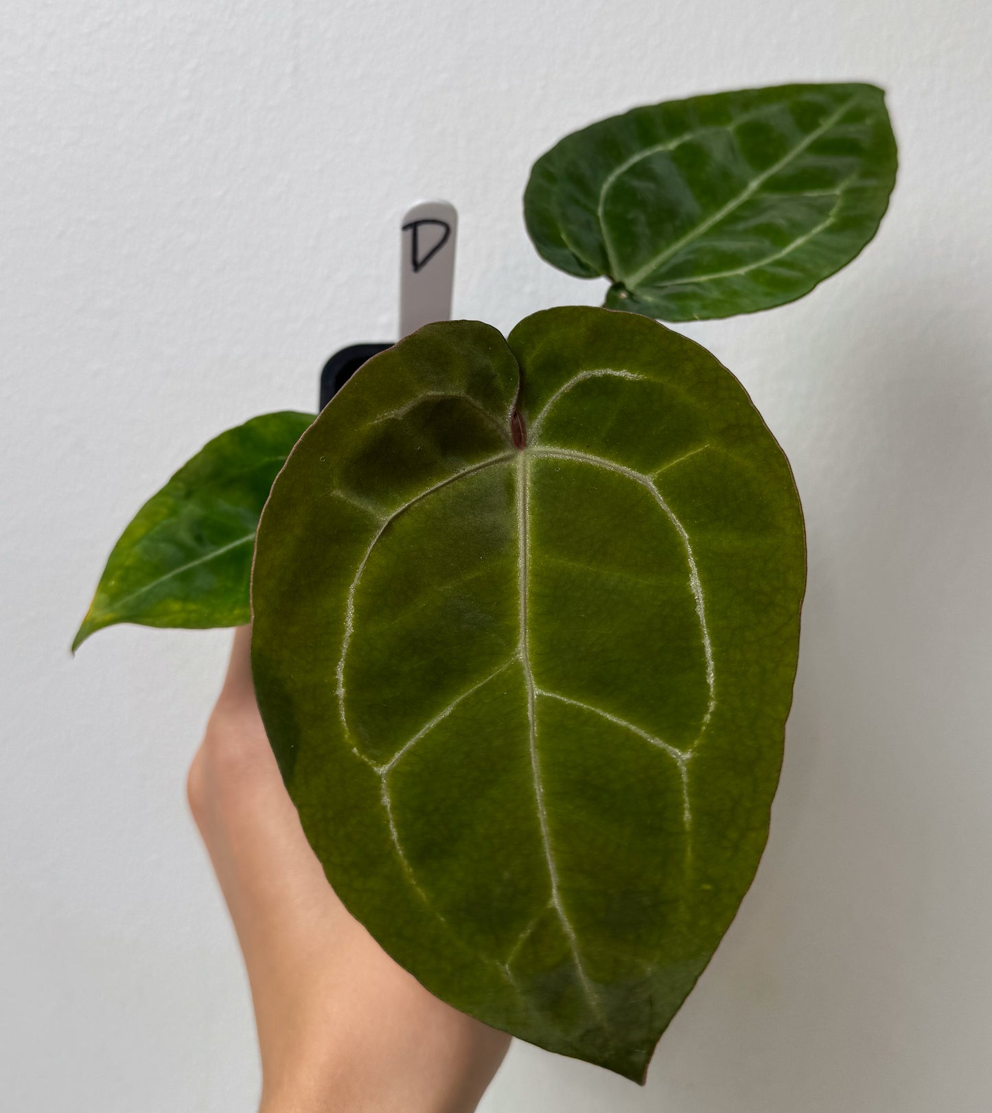 Anthurium Complex HU hybrid 2 x (Zara x Michelle)