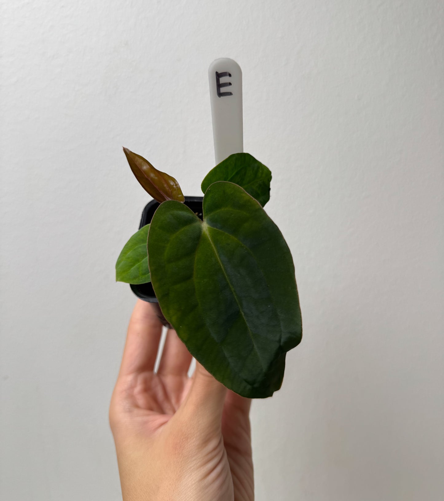 Anthurium carlablackiae (NSE) x BVEP ('SS x RA')