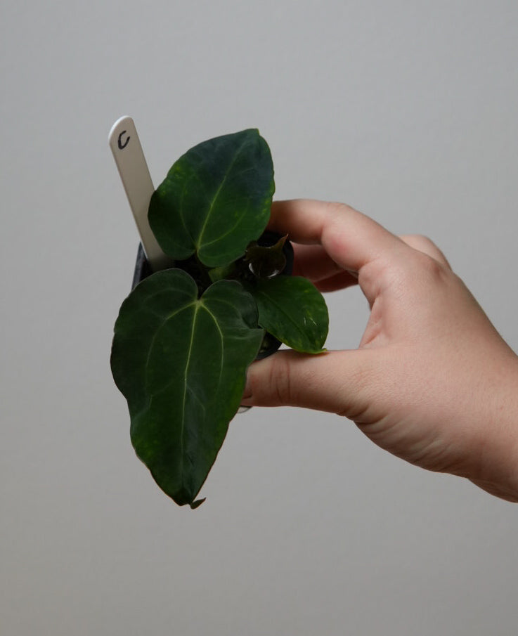 Anthurium (AOS x (Zara x Michelle) 1) x ((carlablackiae x dressleri RD) x pap 'RLFS')