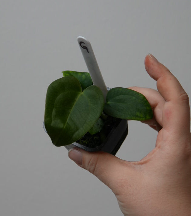 Anthurium (subsignatum x papillilaminum 'Marie') x carlablackiae NSE