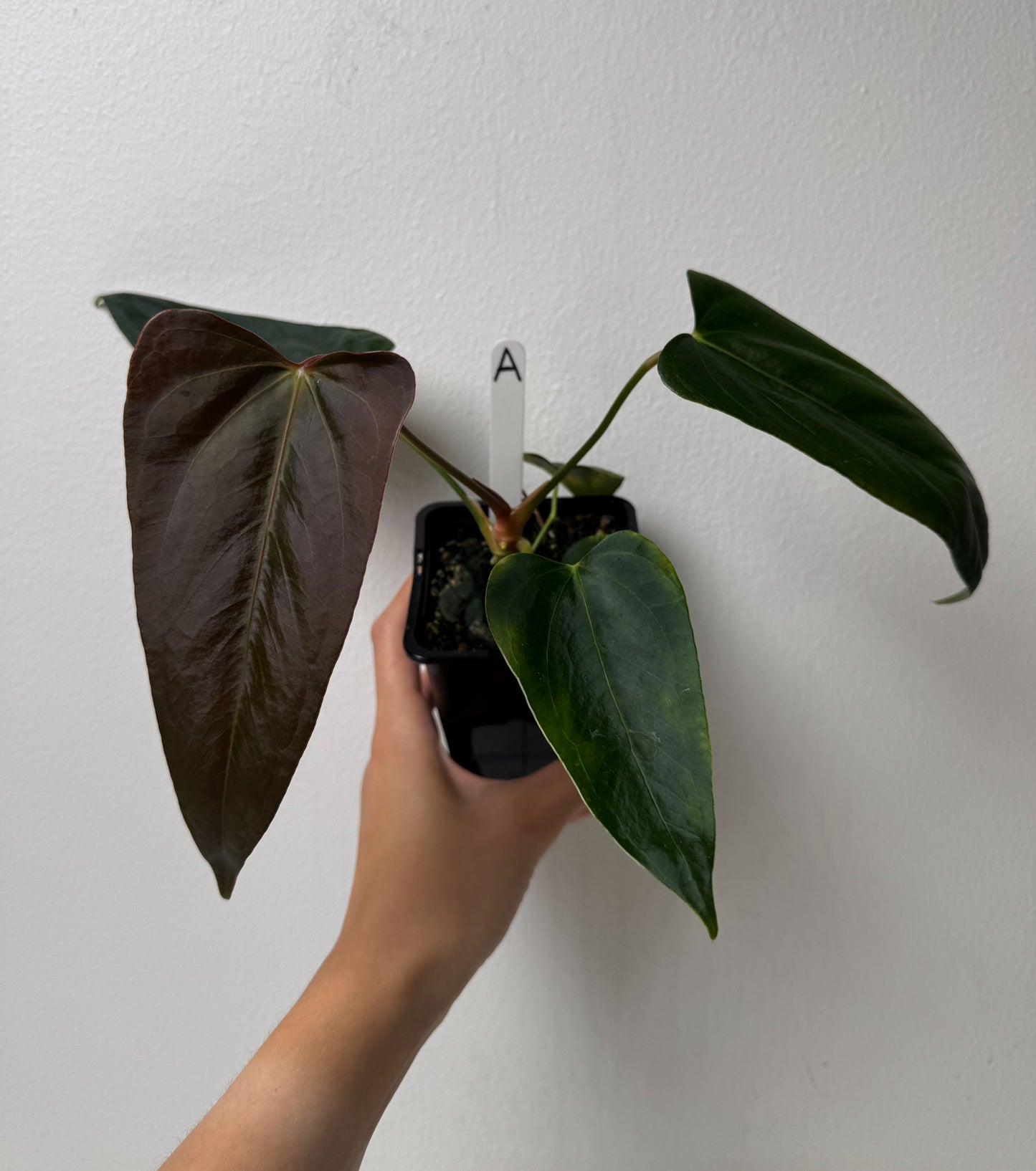 Anthurium (subsignatum x papillilaminum 'Marie') x (NSE dorito port x  papillilaminum RLFS)