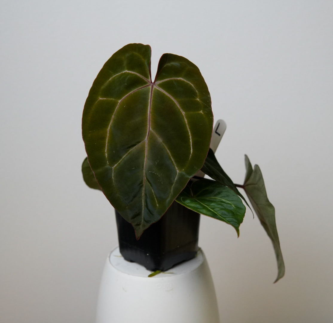 Anthurium Complex HU hybrid 2 x (Zara x Michelle)