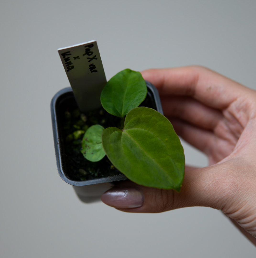 Anthurium (papX x pap x-one) variegated x kunayalense