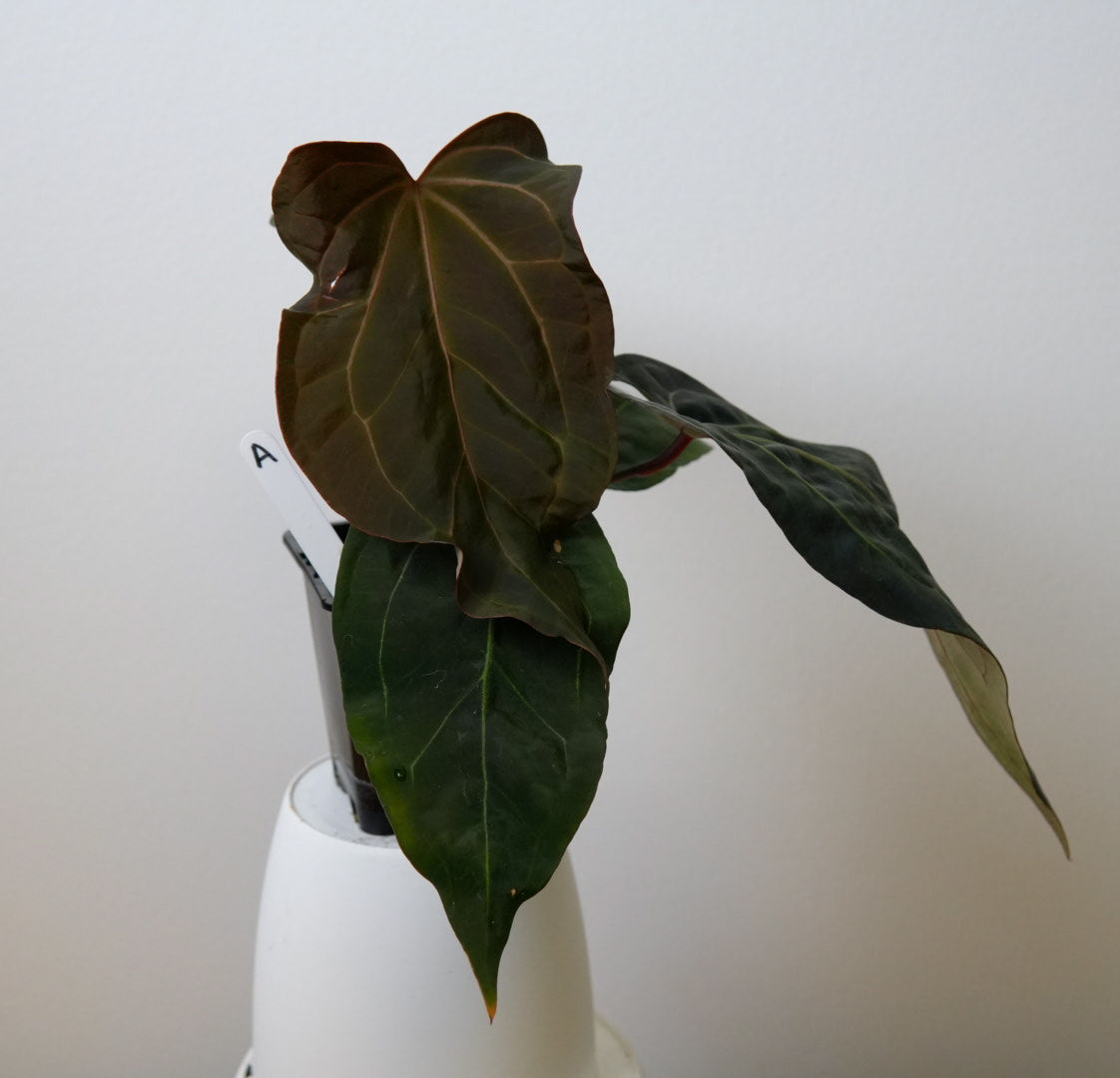 Anthurium (Zara x Michelle) x (Dorito Port x RLFS)