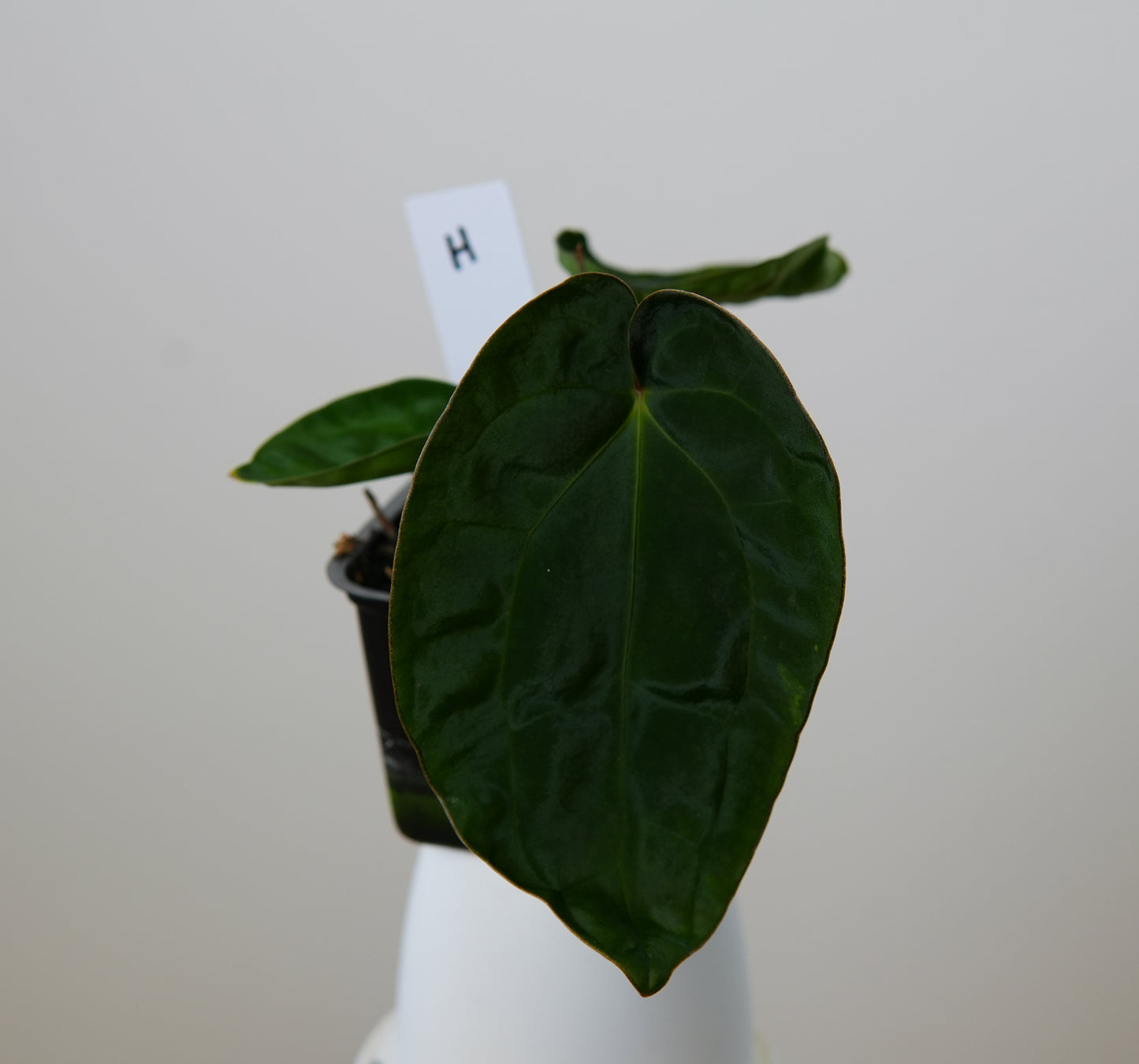 Anthurium (AOS x (Zara x Michelle) 6) x dressleri ('Black x RG f2')