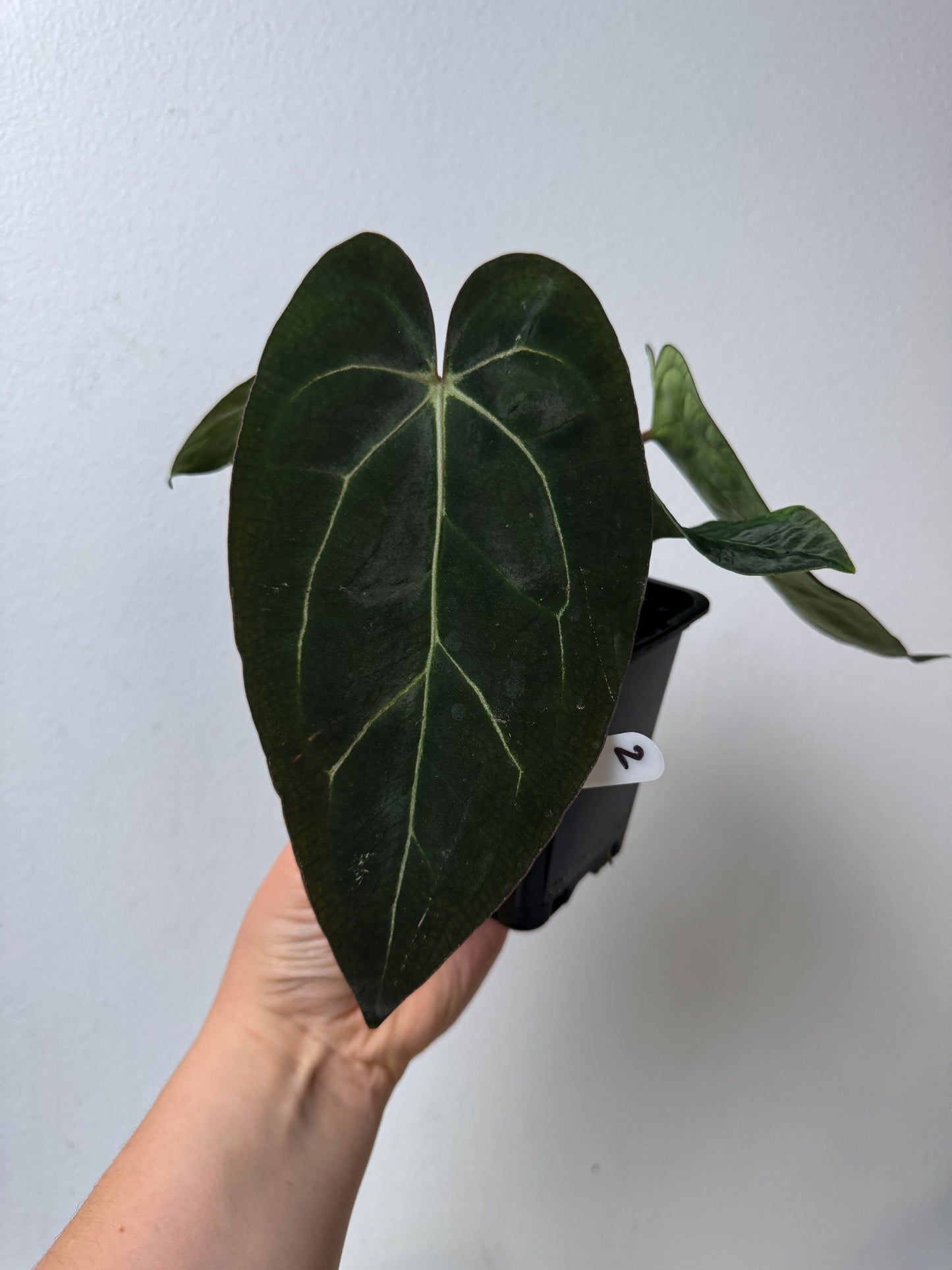 Anthurium carlablackiae X (NSE) x carlablackiae (NSE)