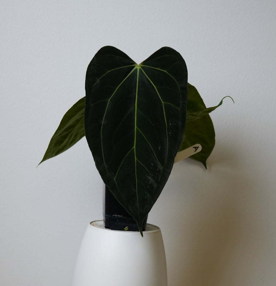 Anthurium (papX x pap x-one) variegated x carlablackiae X (NSE)