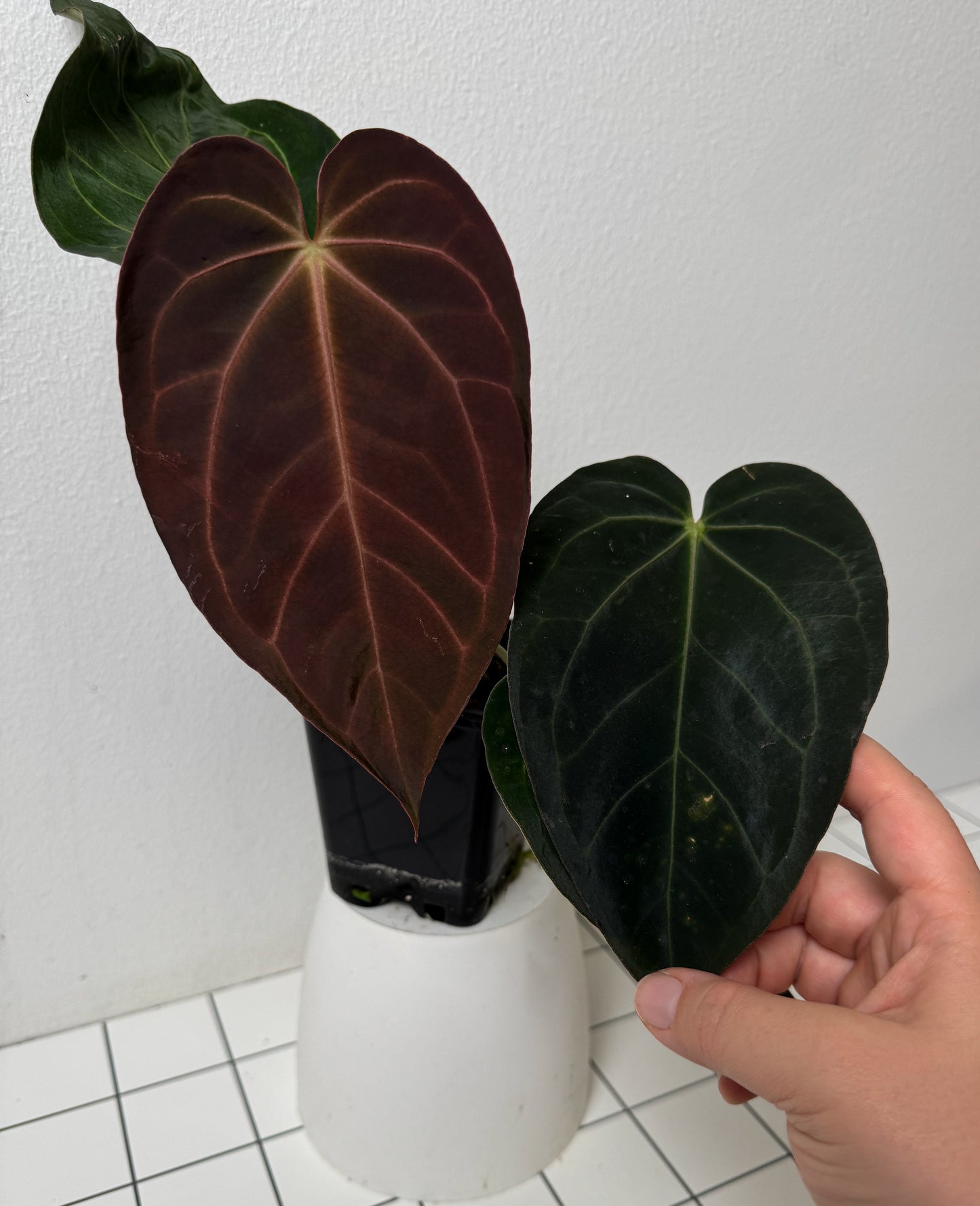 Anthurium complex HU hybrid 1 x carlablackiae X (NSE)