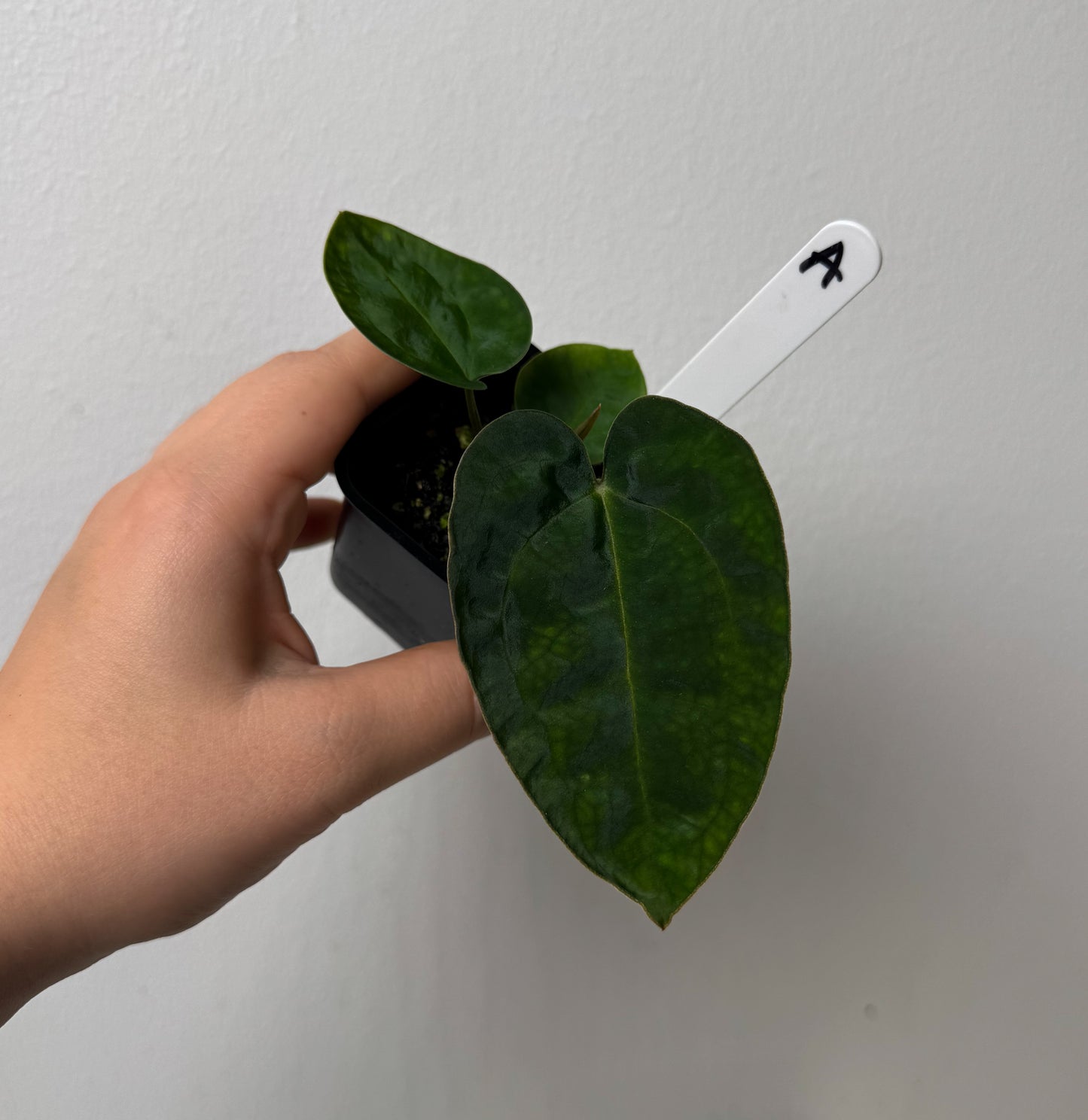 Anthurium Ace of Spades x carlablackiae (NSE)