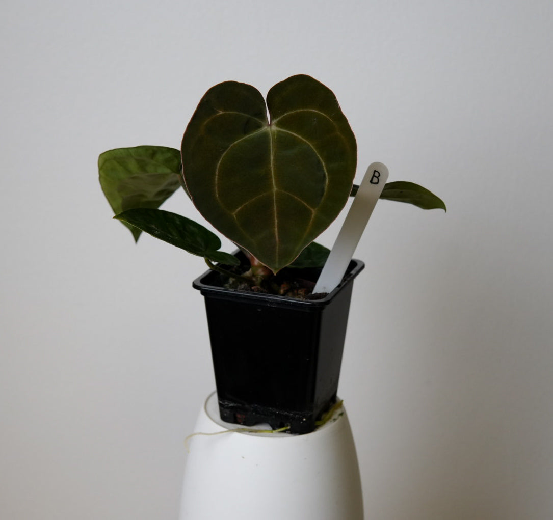 Anthurium (AOS x forgetii 1) x carlablackiae (NSE) – Nordic Plant