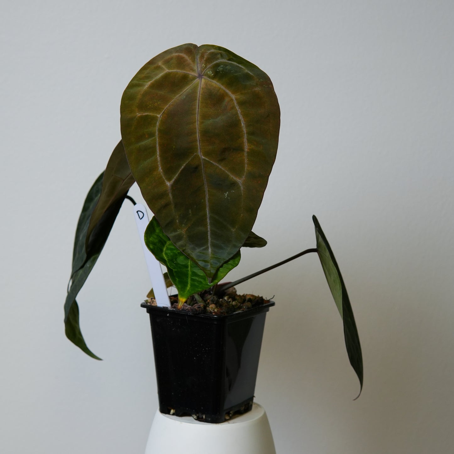 Anthurium (AOS x forgetii 2) x (Zara x Michelle)