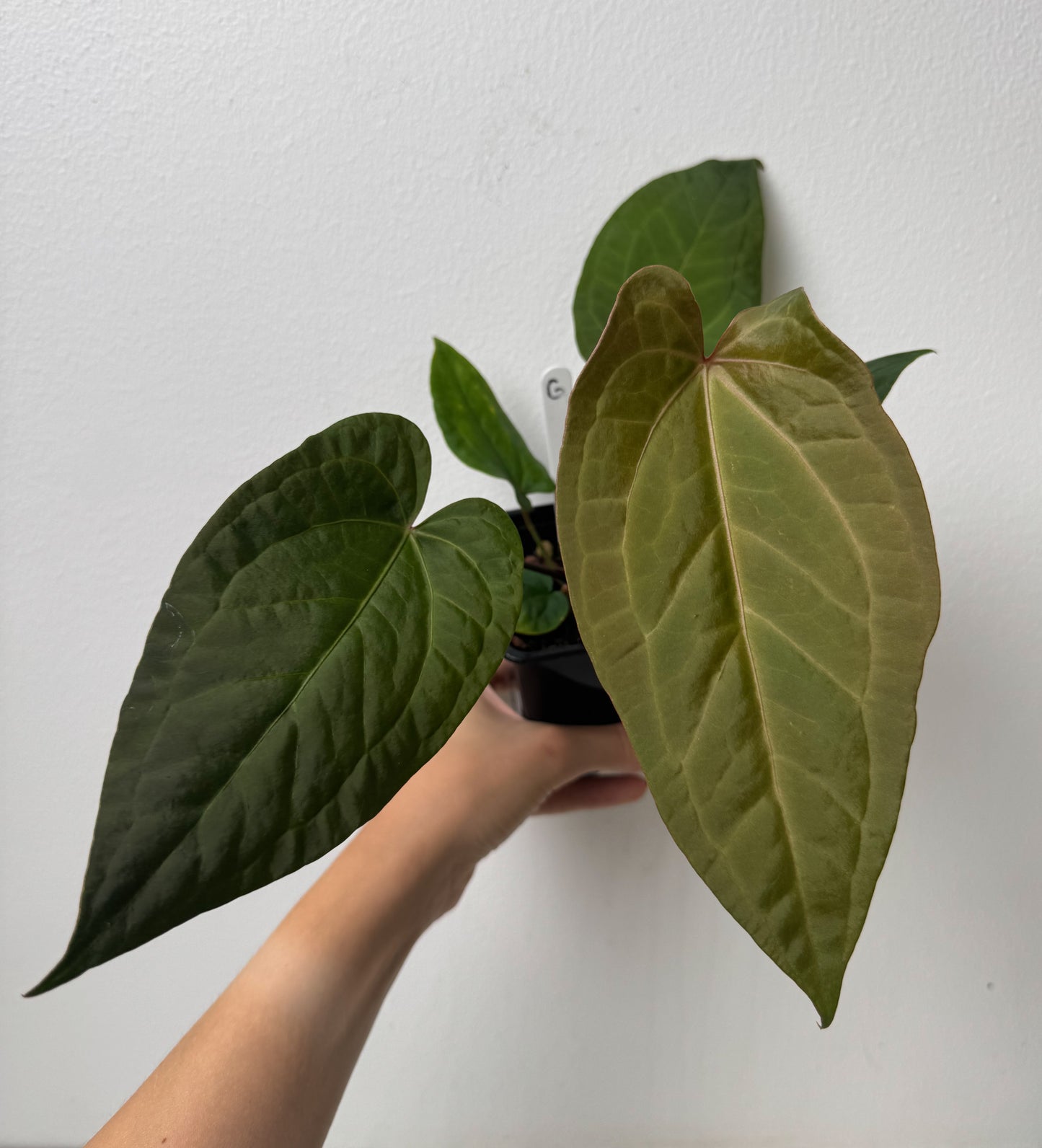 Anthurium Cv Carmesim x (Zara x Michelle)